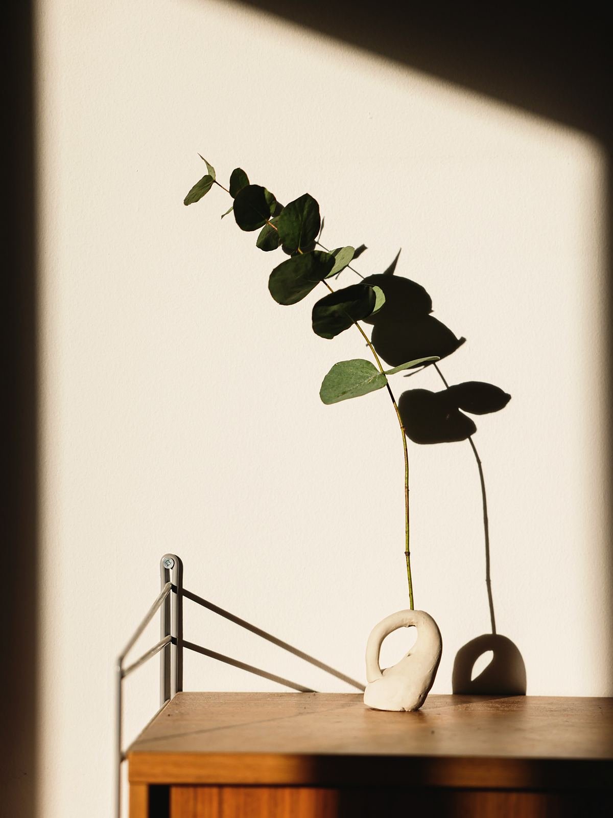 A single eucalyptus branch in a ceramic vase against a warm wall
