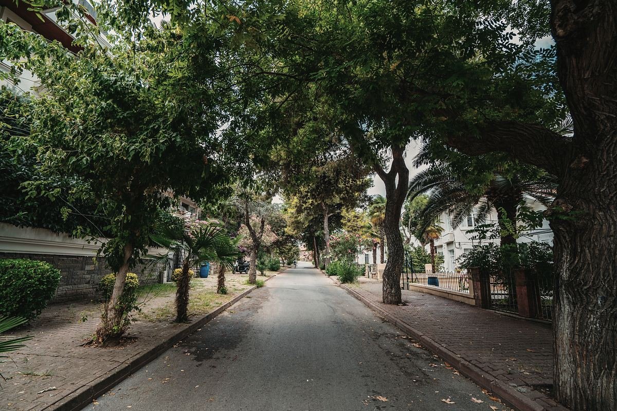 A quiet tree-lined street in soft daylight